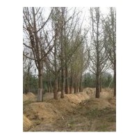 供應(yīng)銀杏實(shí)生苗，嫁接苗，銀杏果，銀杏葉，銀杏盆景