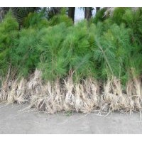 供應(yīng)1至3米高濕地松20萬(wàn)、馬尾松500萬(wàn)、木荷500萬(wàn)、江南榿木400