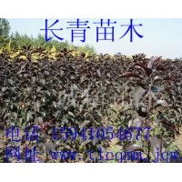 遼寧紫葉海棠低價供應(yīng) 量大