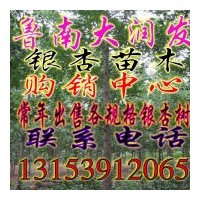 大潤(rùn)發(fā)銀杏樹苗木基地