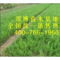 側(cè)柏小苗價格低 大量出售側(cè)柏苗