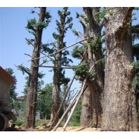 現(xiàn)大量供應(yīng)2--80公分實(shí)生銀杏苗，2--60公分嫁接銀杏苗