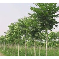 出售1-12公分107，108，中林46等速生楊
