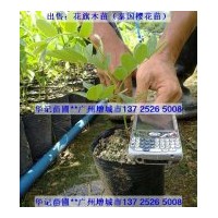 出售花旗木苗，粉花山扁豆苗，黃鐘花苗，紅花風鈴苗，海紅豆苗
