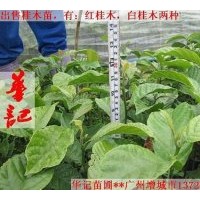 出售桂木苗，大葉胭脂苗，紅花風鈴苗，黃鐘花苗