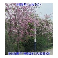 出售宮粉紫荊苗，黃槐苗，盆架子苗，雞冠刺桐苗