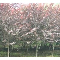 常年出售各類(lèi)喬木：紫葉李 櫻花 西府海棠