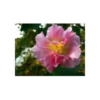 供應(yīng) 木芙蓉 規(guī)格在3-4-5-8-10cm