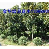 出售廣玉蘭