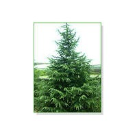 基地供應(yīng)雪松，廣玉蘭，香樟等各種綠化苗木