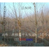 供河北法桐