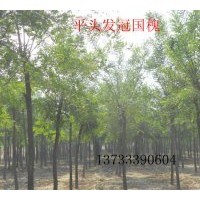 供應(yīng)河北國槐