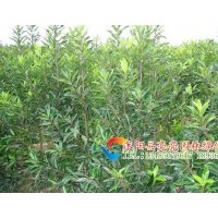 供應法國冬青，珊瑚樹，法青
