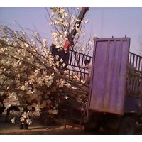 供應：白玉蘭，廣玉蘭，桂花，紫薇，欒樹等綠化苗木