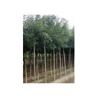 出售1-5公分刺槐 國(guó)槐 桃樹(shù) 櫻桃樹(shù) 香椿苗