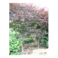 批發(fā)成都紅楓苗木工程苗