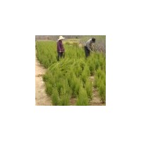 出售金銀花、枸杞.紫荊、紫薇等綠化苗木