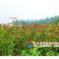 大量供應(yīng)烏桕 ，日本櫻花，紫葉矮櫻，紅葉李 ，櫸樹，楓楊，苦楝