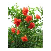 成都花石榴工程苗木供應(yīng)