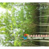 大量供應(yīng)各種規(guī)格的桂花，金桂、銀桂、丹桂、四季桂