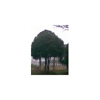 供應(yīng)各種桂花多桿,獨(dú)桿