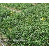 自家苗木低價(jià)格大量銷售:大葉丁香10萬(wàn)，金娃娃10萬(wàn)，小葉丁香3萬(wàn)