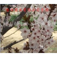 出售紅葉李