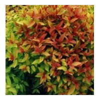 供應(yīng)龍柏、蜀檜、月季、紅葉小檗、金葉女貞