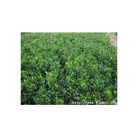 供應(yīng)女貞，麥冬，紅花草，鳶尾等
