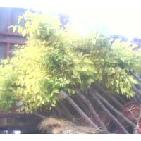供應(yīng)矮接金葉榆 上車現(xiàn)場(chǎng)