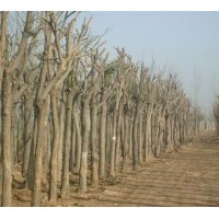 供應(yīng)國(guó)槐種植園 紫葉李 各種苗木價(jià)格公布