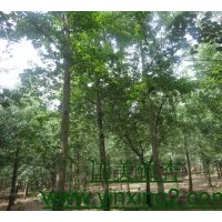 國(guó)美銀杏苗圃2011年7-9月份最新銀杏樹(shù)價(jià)格