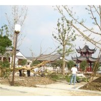 專(zhuān)供銀杏樹(shù) 質(zhì)量?jī)?yōu)、價(jià)格低、無(wú)中介