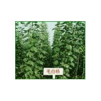 現(xiàn)有毛白楊出售