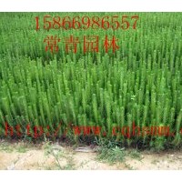 常年供應(yīng)大量【80公分黑松苗，90公分黑松苗】