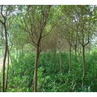 供應(yīng)綠化苗木桂花，香櫞，香樟，合歡,紫薇，銀杏，海桐球