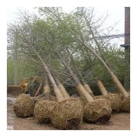 供銀杏樹2-80公分，櫻花，皂角，法桐