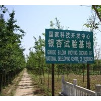 本基地常年供應(yīng)5--50公分的銀杏實(shí)生苗，嫁接苗，銀杏果，銀杏葉
