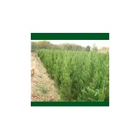 常年供應蜀檜，龍柏，紅葉石楠，紫薇，大葉女貞，廣玉蘭，桂花