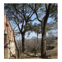 供應(yīng)直徑20-100厘米大規(guī)格國(guó)槐、皂角、柿子樹、柳樹、紫玉蘭等