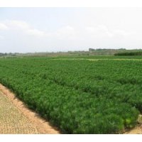 供小苗：白皮松、華山松、油松、樟子松等小苗