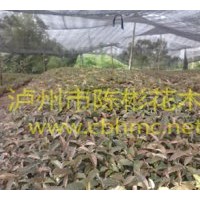 出售黃葛樹，黃葛樹苗