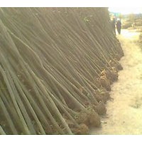 專供大葉女貞，高桿女貞價(jià)格行情公布