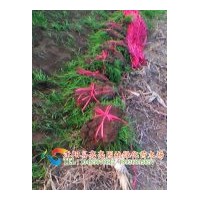 供應狗牙根 早熟禾 高羊茅 黑麥草 草坪種子 草種，草坪，草皮