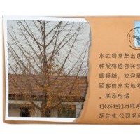 銀杏樹(shù)最新價(jià)格