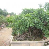 長期大量供應(yīng)8-30cm的黃葛樹