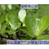出售小葉欖仁苗，粉花山扁豆苗，盆架子苗，細葉欖仁苗