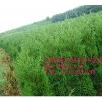 生產(chǎn)品種有蜀檜、龍柏、雪松、廣玉蘭、香樟、高桿女貞、月季