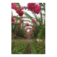 出售桂花，國(guó)槐，意楊,櫻花，紅葉小檗，金葉女貞