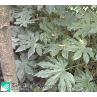 供應(yīng)規(guī)格在30-40-60cm的八角金